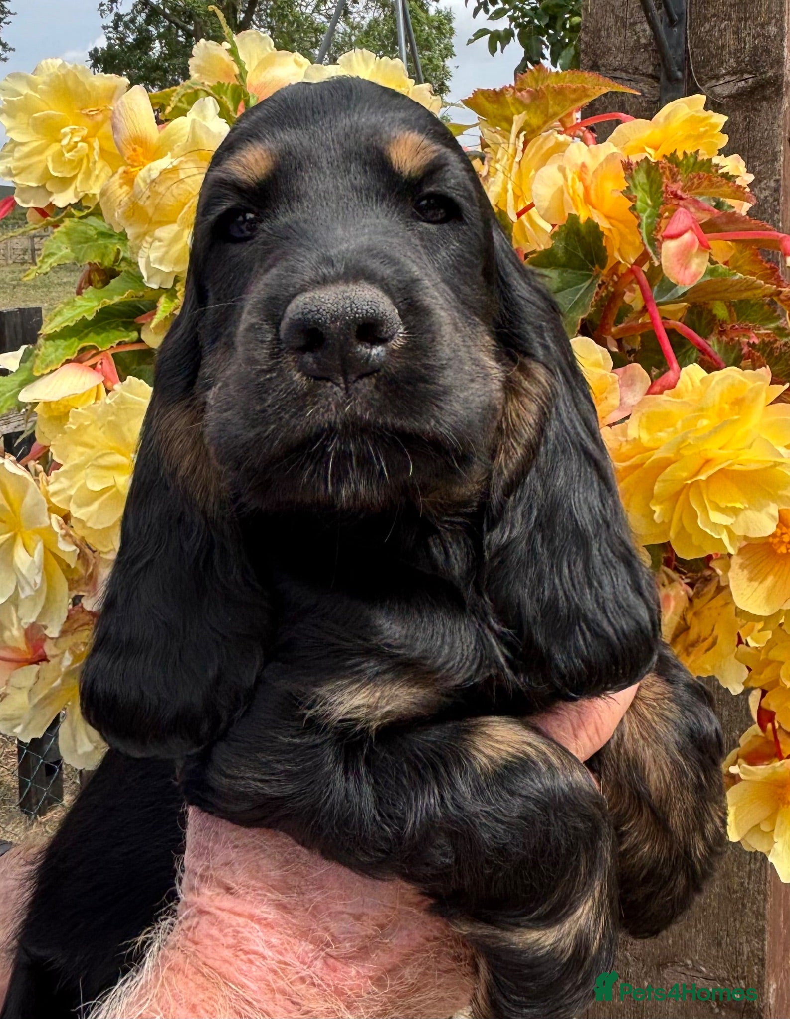 Cocker Spaniel dogs (READY NOW)  Gorgeous Cocker Spaniel Puppy Boy - Advert 1