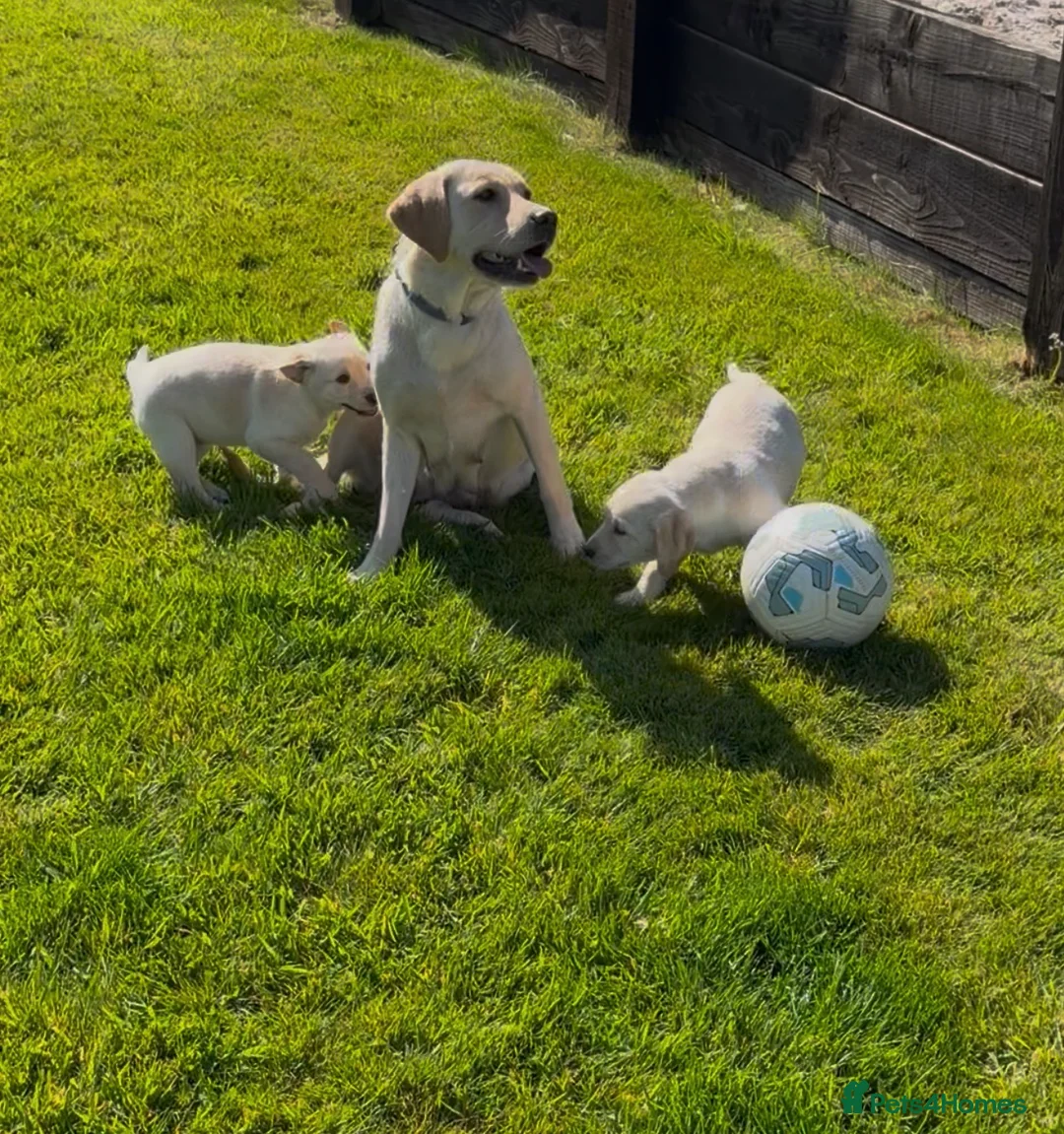 Labrador Retriever dogs for sale: 8 wonderful Labrador puppies  in Cowbridge - Advert 2