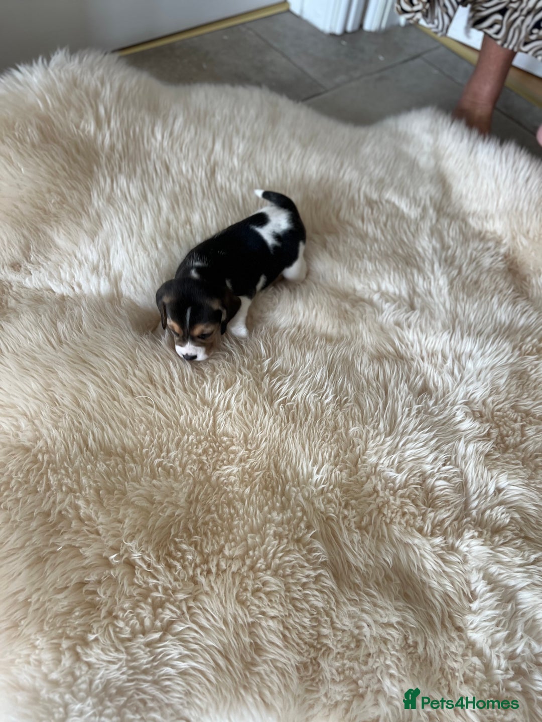 Beagle dogs for sale: Davicard/duffosee beagles - Image 17