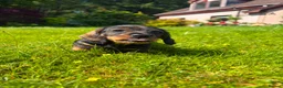 Dachshund dogs for sale: KC REG STANDARD WIRED HAIRED DACHSHUND (TECKELS) - Advert 23
