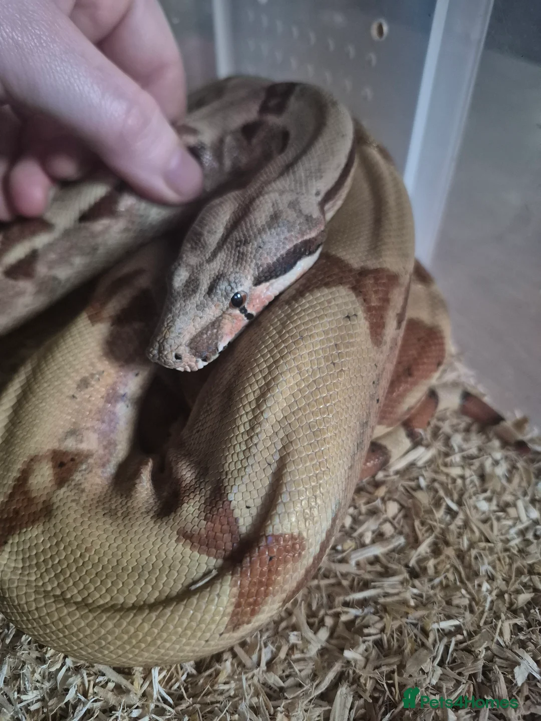 Boa Snake reptiles for sale: Juvenile boa constrictor  - Advert 9