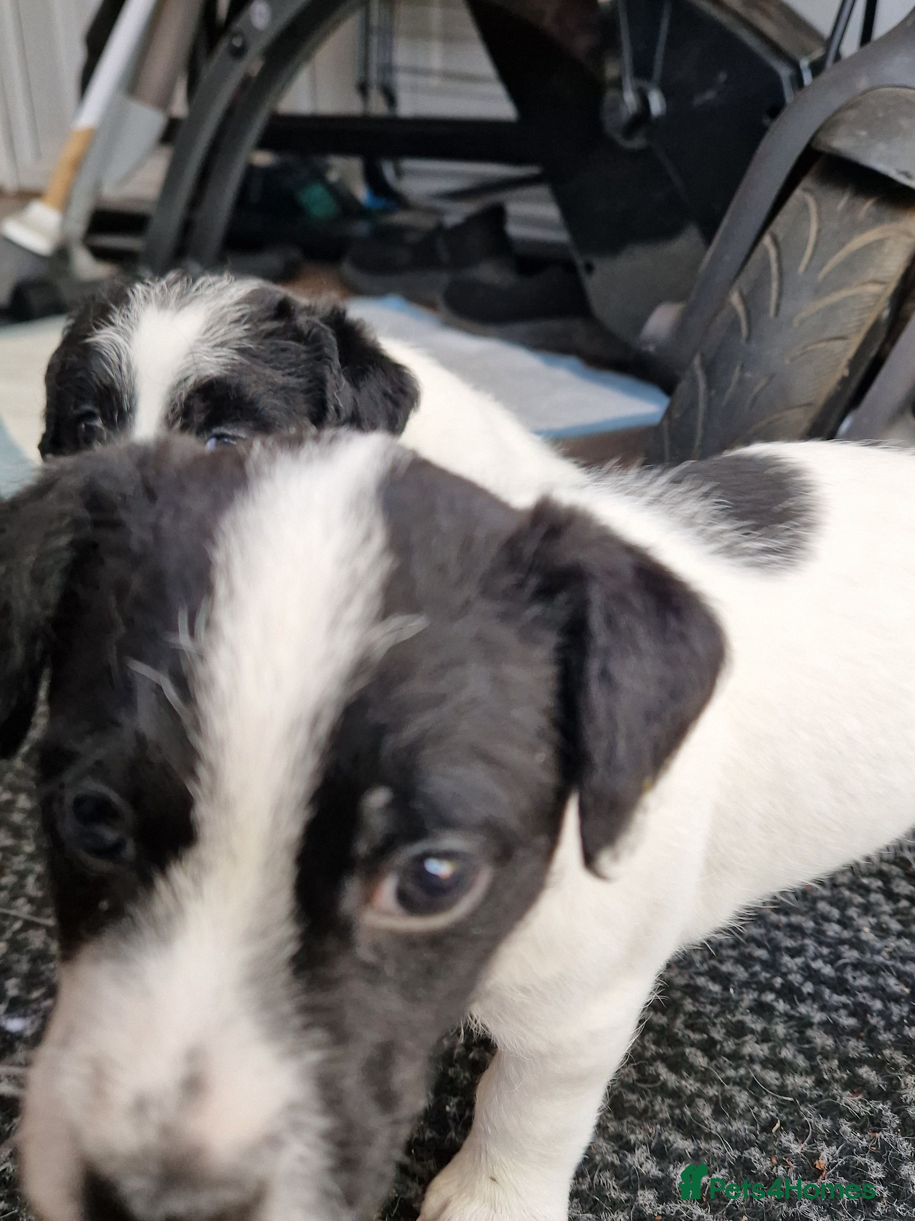 Patterjack dogs for sale: Jak Russell X patterdale  - Advert 2