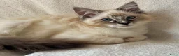 Ragdoll cats for sale: TICA Registered Males Available  - Advert 2