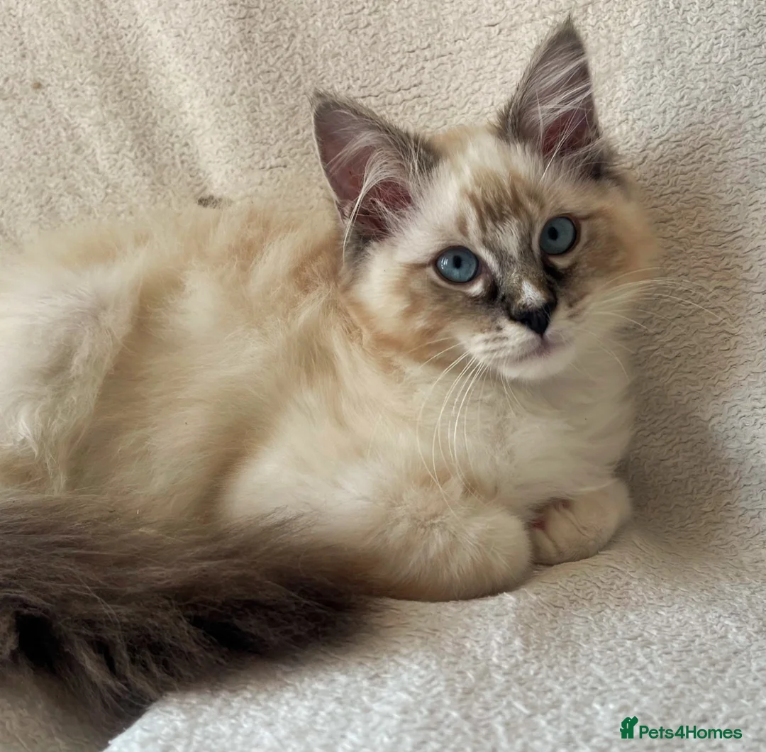 Ragdoll cats for sale: TICA Registered Males Available  - Advert 2