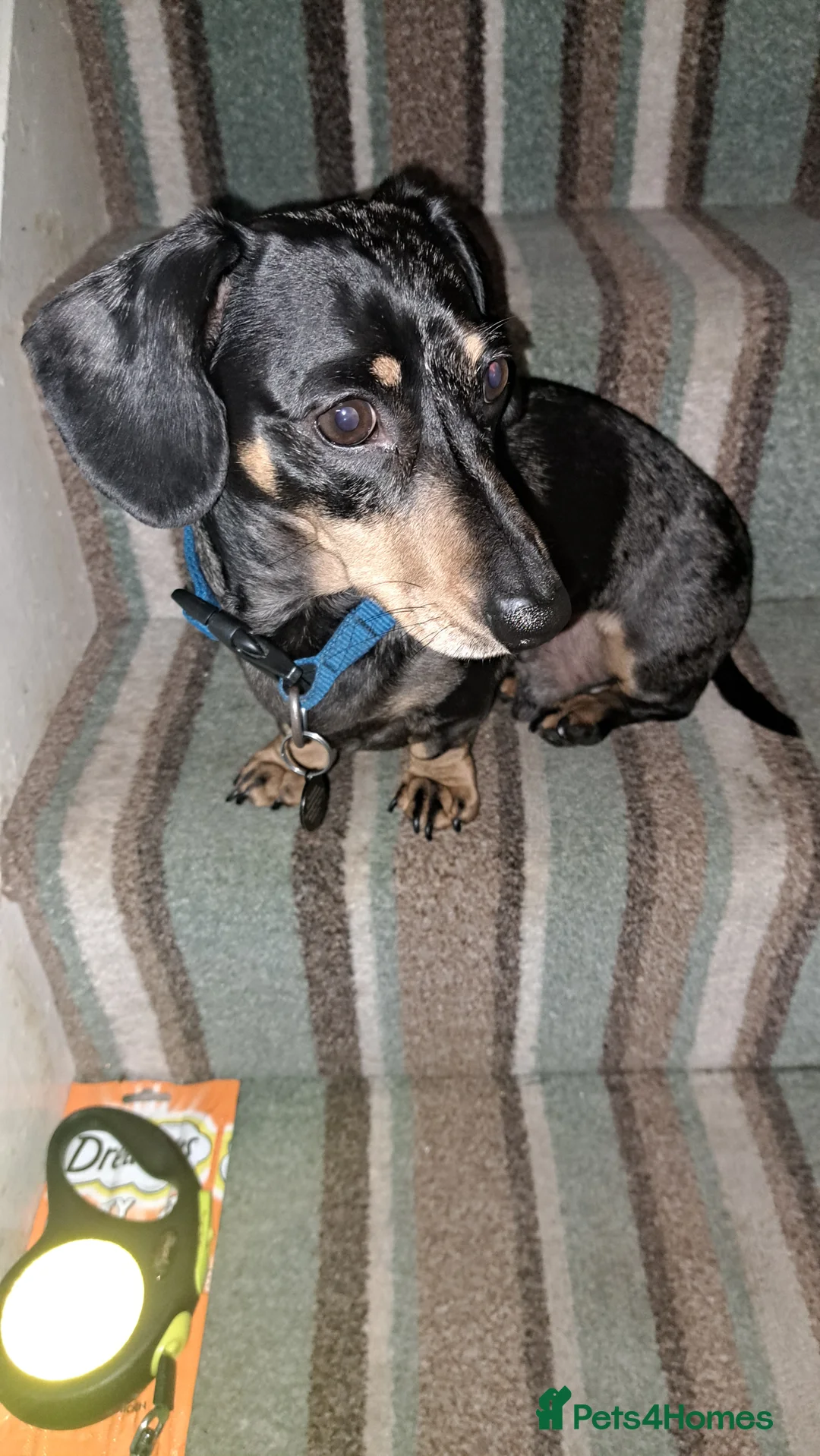Miniature Dachshund dogs for stud: For stud only in Caerphilly - Advert 2