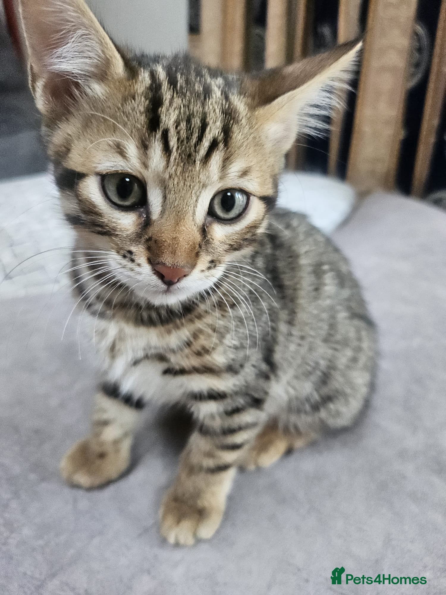 Bengal cats Bengal cross Kittens seeking forever homes - Advert 4