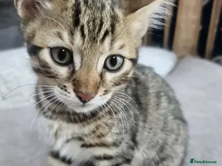 Bengal cats Bengal cross Kittens seeking forever homes - Advert 4
