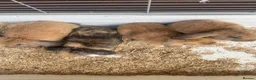 Mini Lop rabbits for sale: Beautiful Mini Lop Bunnies  - Advert 9