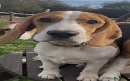 Beagle dogs for sale: 9 month beagle  - Advert 3