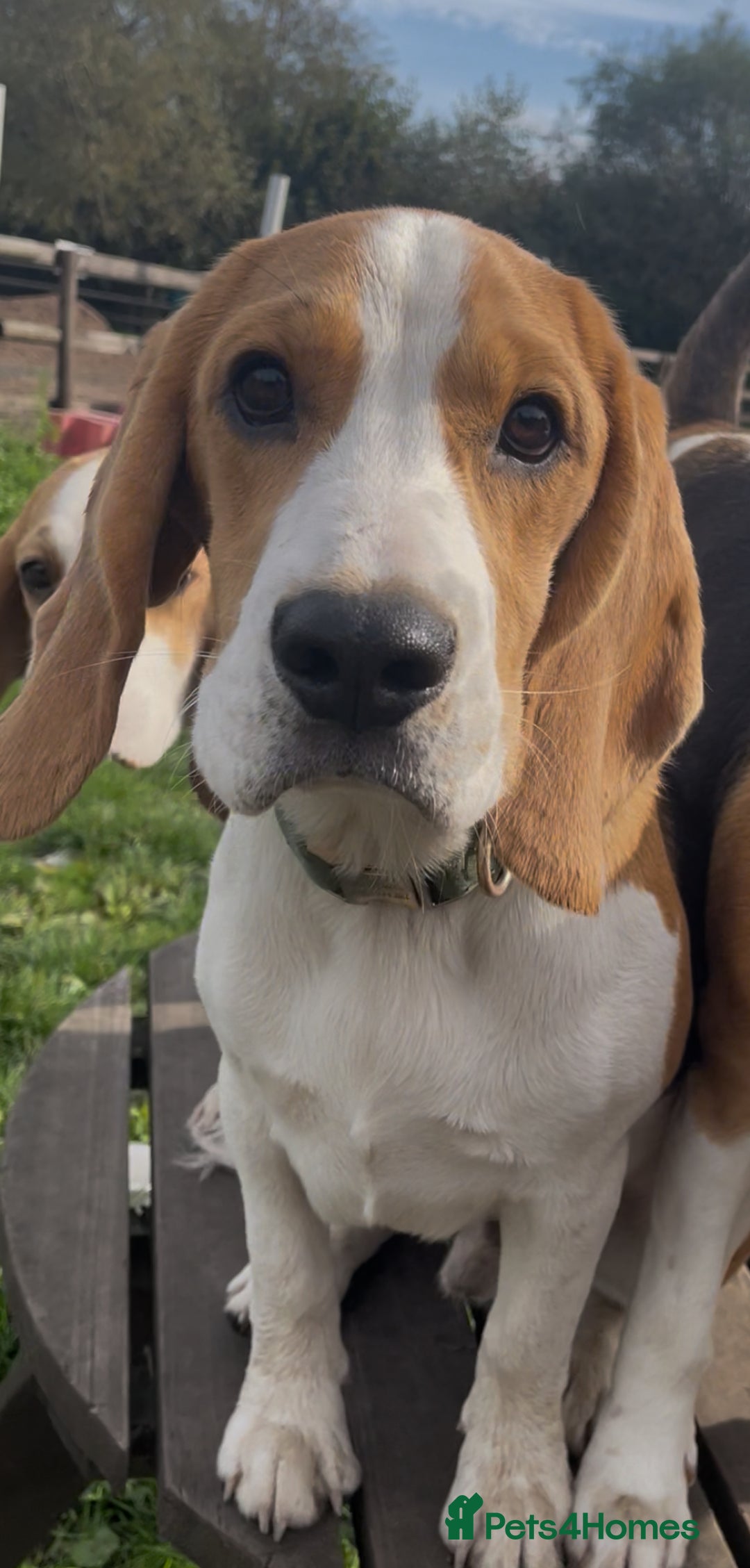 Beagle dogs for sale: 9 month beagle  - Advert 3