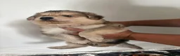 German Shepherd dogs for sale: Long haired German shepherd puppies  - Advert 23