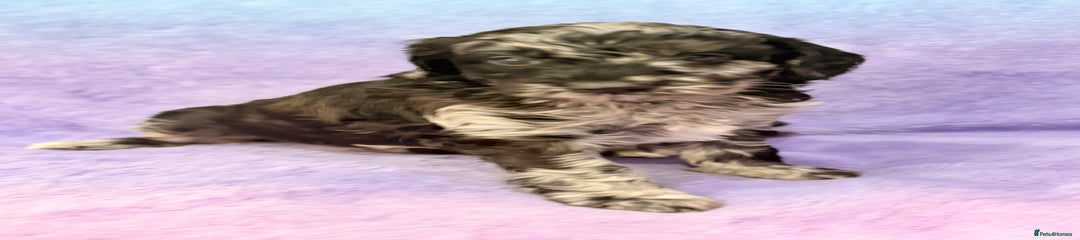 Merle boy 2