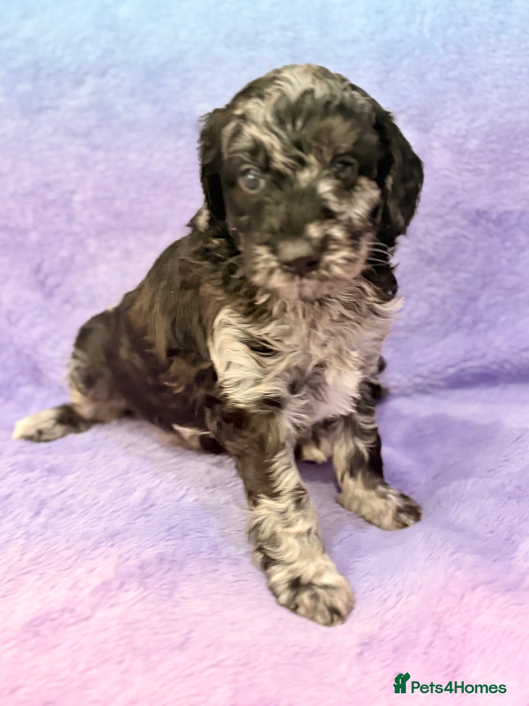 Mini Goldendoodle dogs for sale: Gorgeous Mini Goldendoodles By Therapy Asst Mom - Image 9