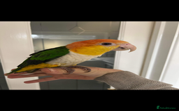 Parrots birds for sale: Female white bellied caique - Image 6