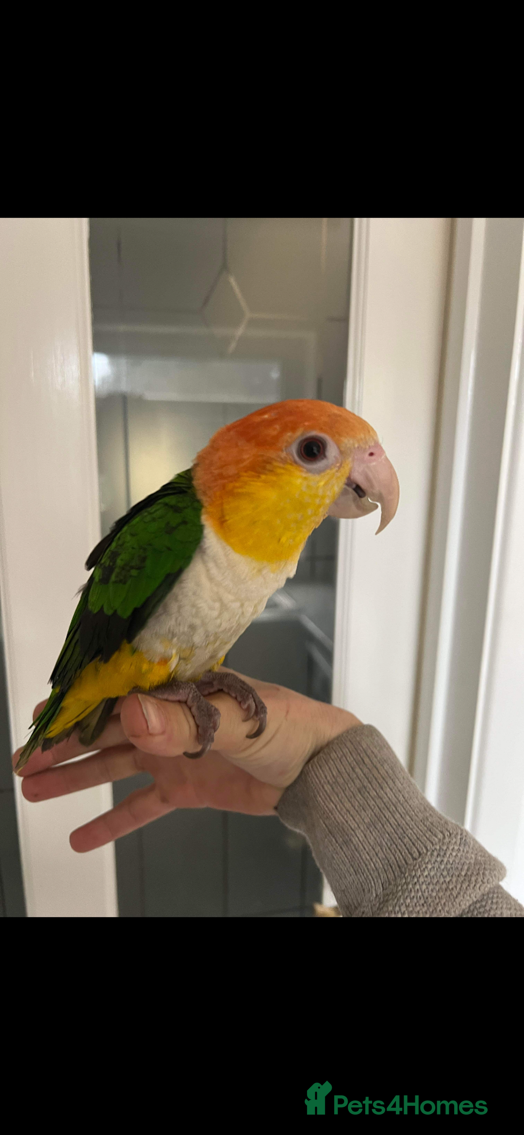 Parrots birds for sale: Female white bellied caique - Image 6