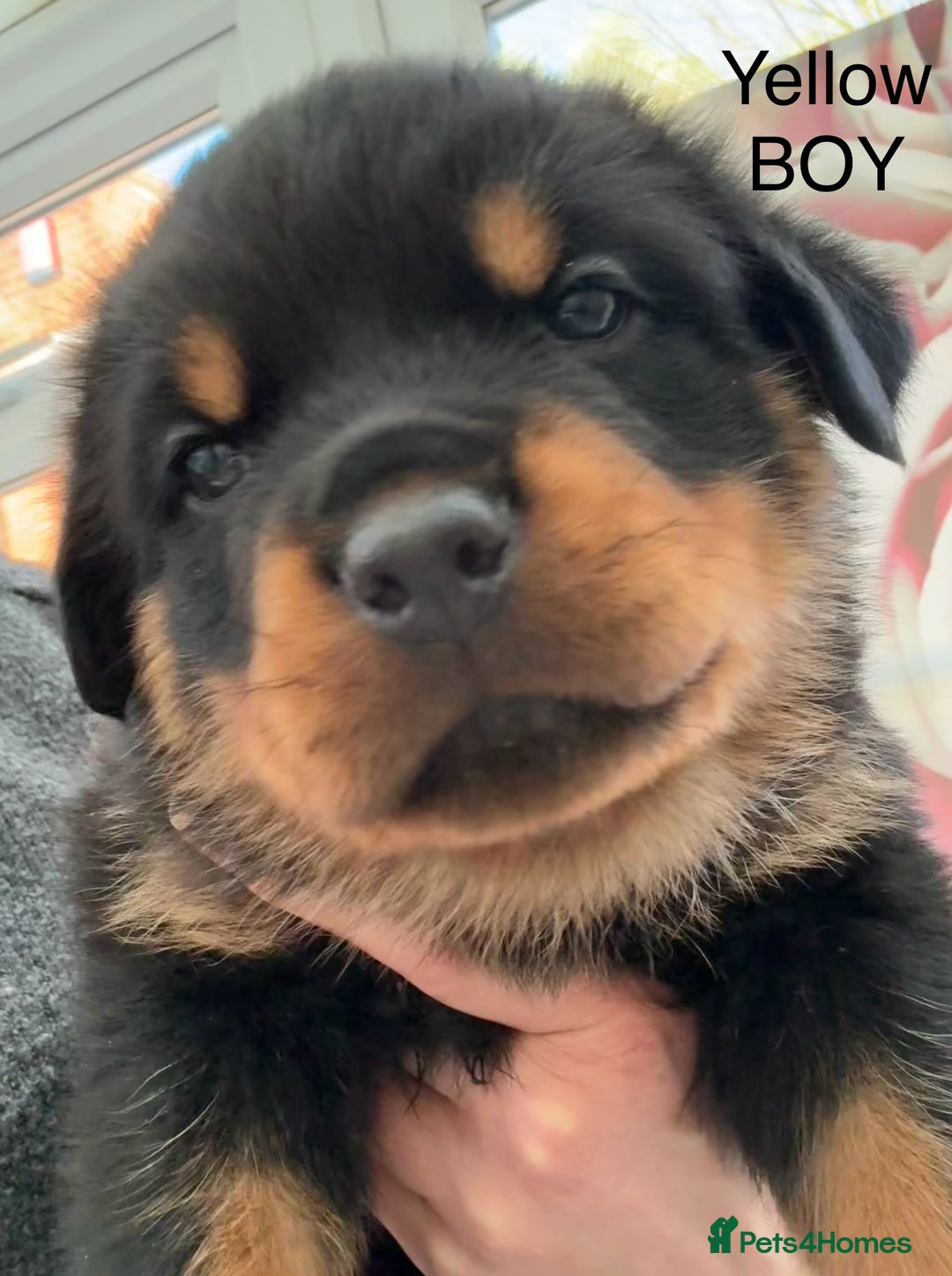 Rottweiler dogs for sale: Chunky Rottweiler Puppies for sale - Advert 7