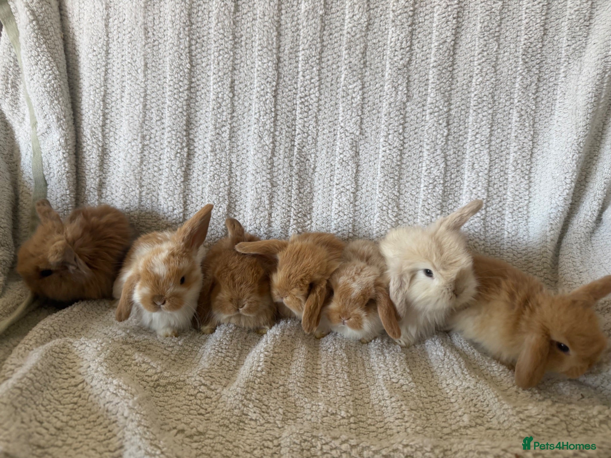 Mini Lion Lop rabbits Lionlop Bunnies  - Advert 1