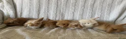 Mini Lion Lop rabbits for sale: Lionlop Bunnies  - Advert 1