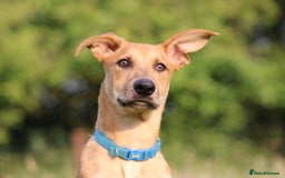 Mixed Breed dogs for sale: 3 males available  - Image 5