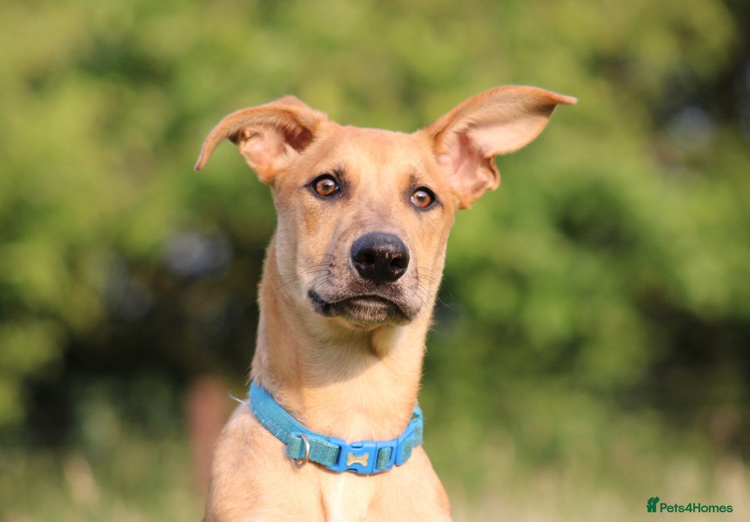 Mixed Breed dogs for sale: 3 males available  - Image 5