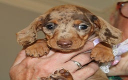 Dachshund dogs for sale: Miniature Dachshund Puppies for Sale - Image 2