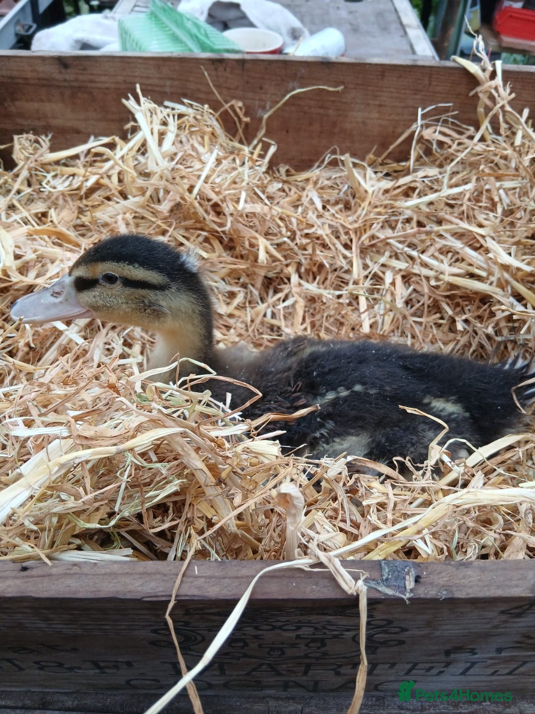 Ducks poultry for sale: Mixed Colour Ducklings for sale - Image 2