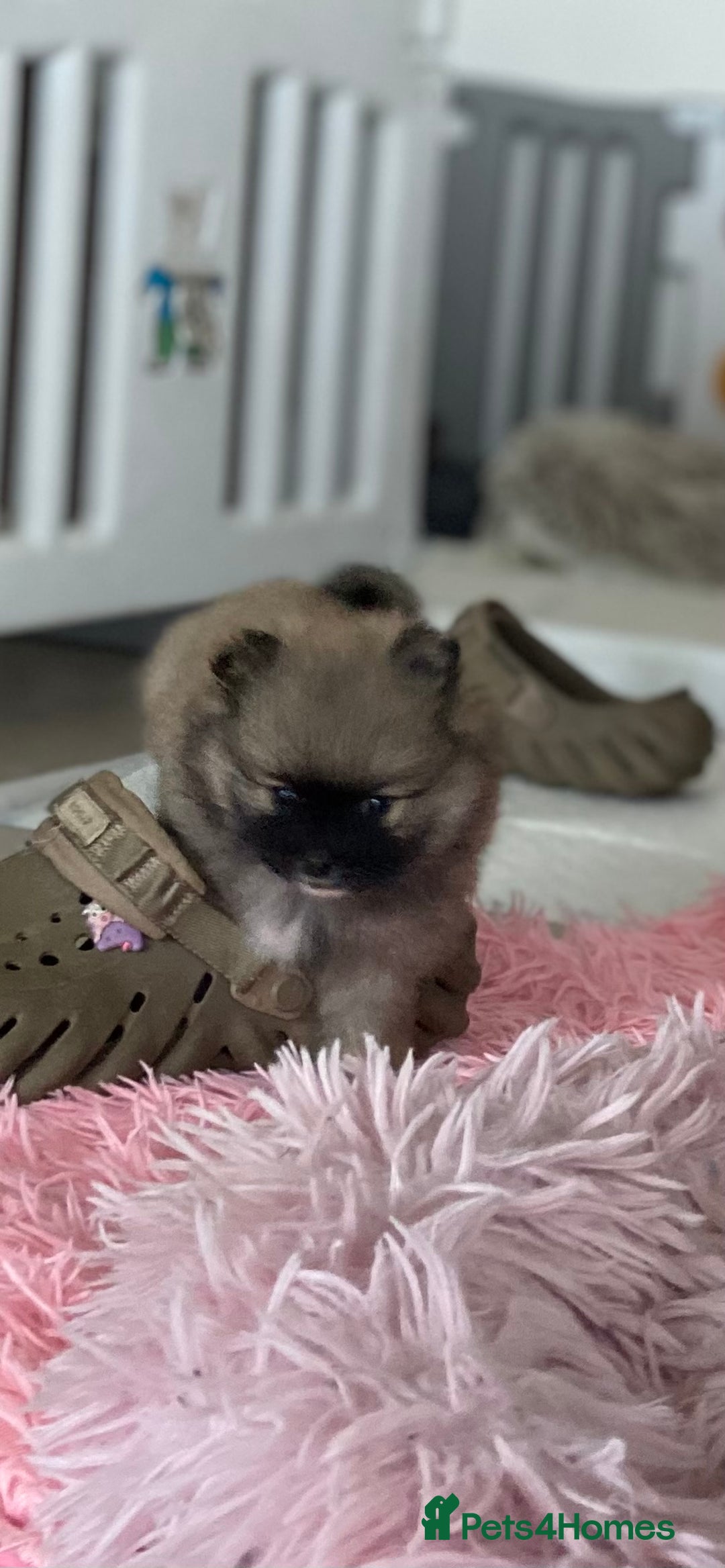 Pomeranian dogs for sale: Beautiful Pomeranian puppies  - Advert 7