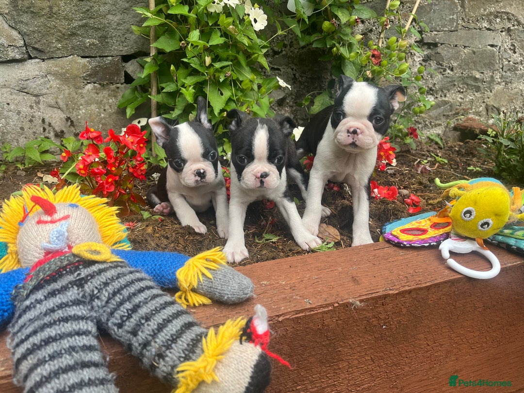 Boston Terrier dogs for sale: BOSTON TERRIER PUPS - Image 4