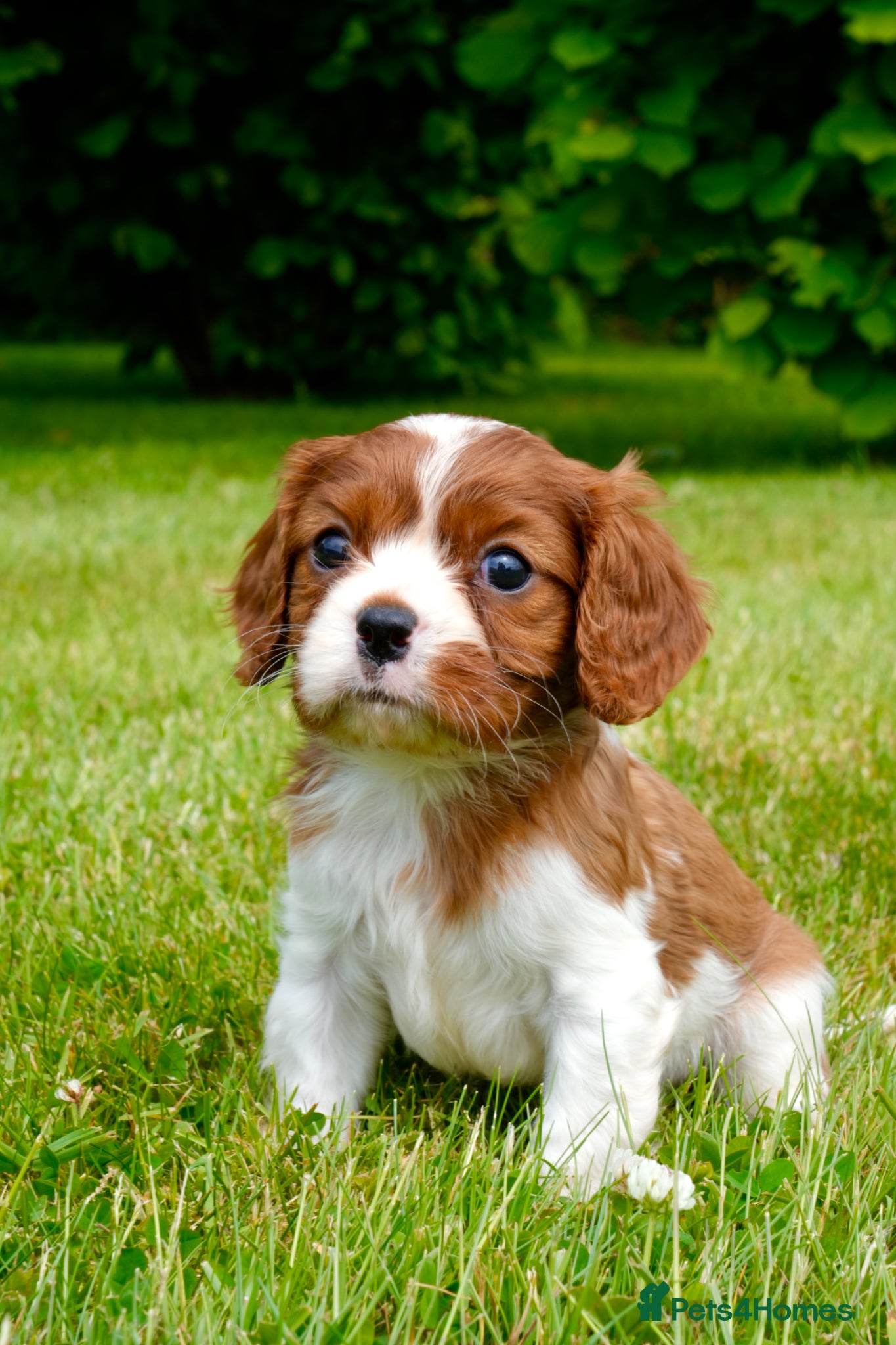 Cavalier King Charles Spaniel dogs for sale: Cavalier King Charles Puppies - Advert 1