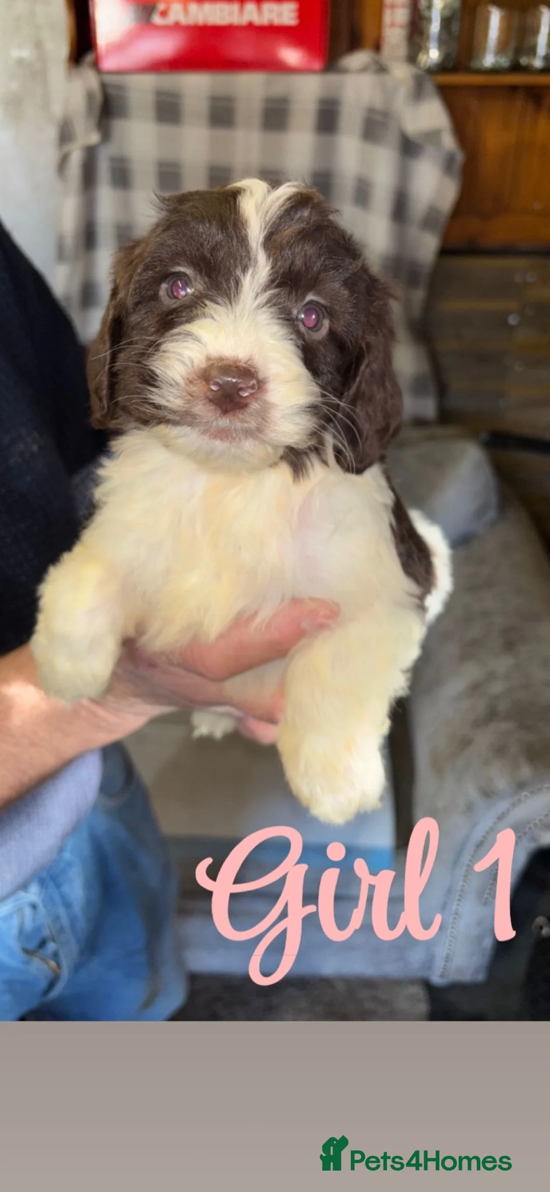 Cockapoo dogs for sale: Cockapoo pups  - Advert 4