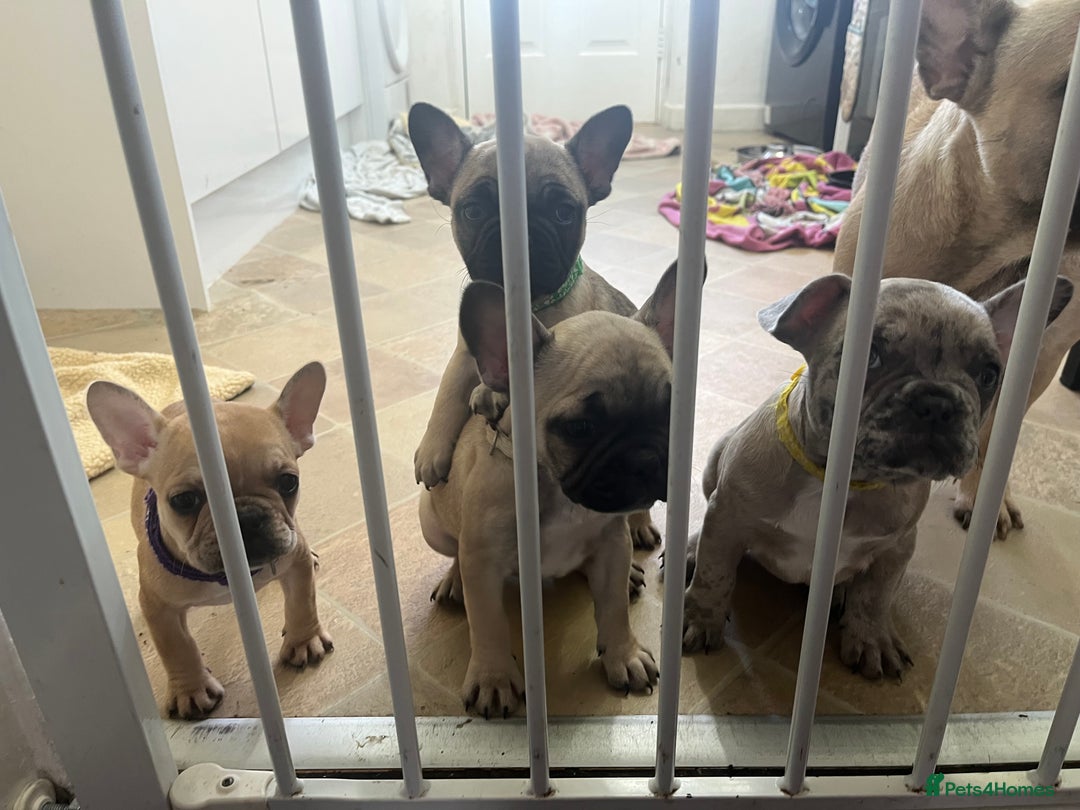 French Bulldog dogs for sale: French bulldog puppies - Advert 4