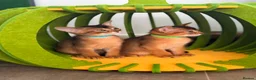 Abyssinian cats for sale: 🎖🏆🏅last 2 Abyssinian kittens  - Advert 3