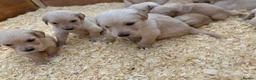 Golden Retriever dogs for sale: Golden Retriever Puppies  - Advert 13
