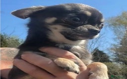 Chihuahua dogs for sale: TINY BLUE AND TAN BOY - Image 3