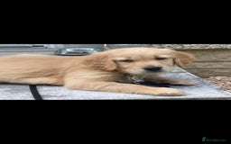 Golden Retriever dogs for stud: EXTENSIVELY HEALTH TESTED, KC Reg PROVEN in Bishop Auckland - Image 7