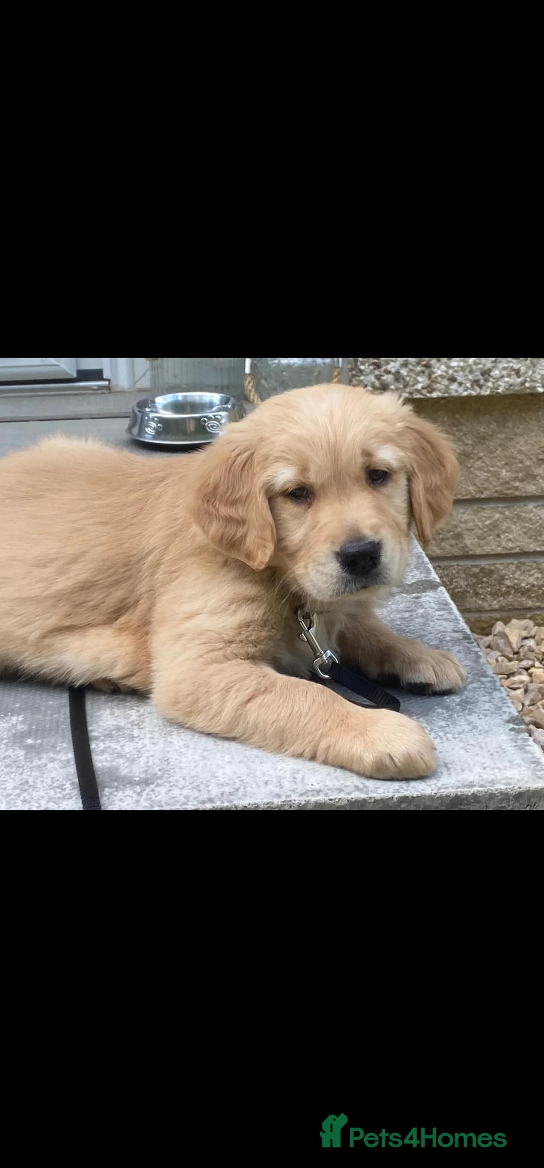 Golden Retriever dogs for stud: EXTENSIVELY HEALTH TESTED, KC Reg PROVEN in Bishop Auckland - Advert 7