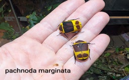 Stick Insects invertebrates for sale: Stick/leaf eggs and nymphs available! - Image 3