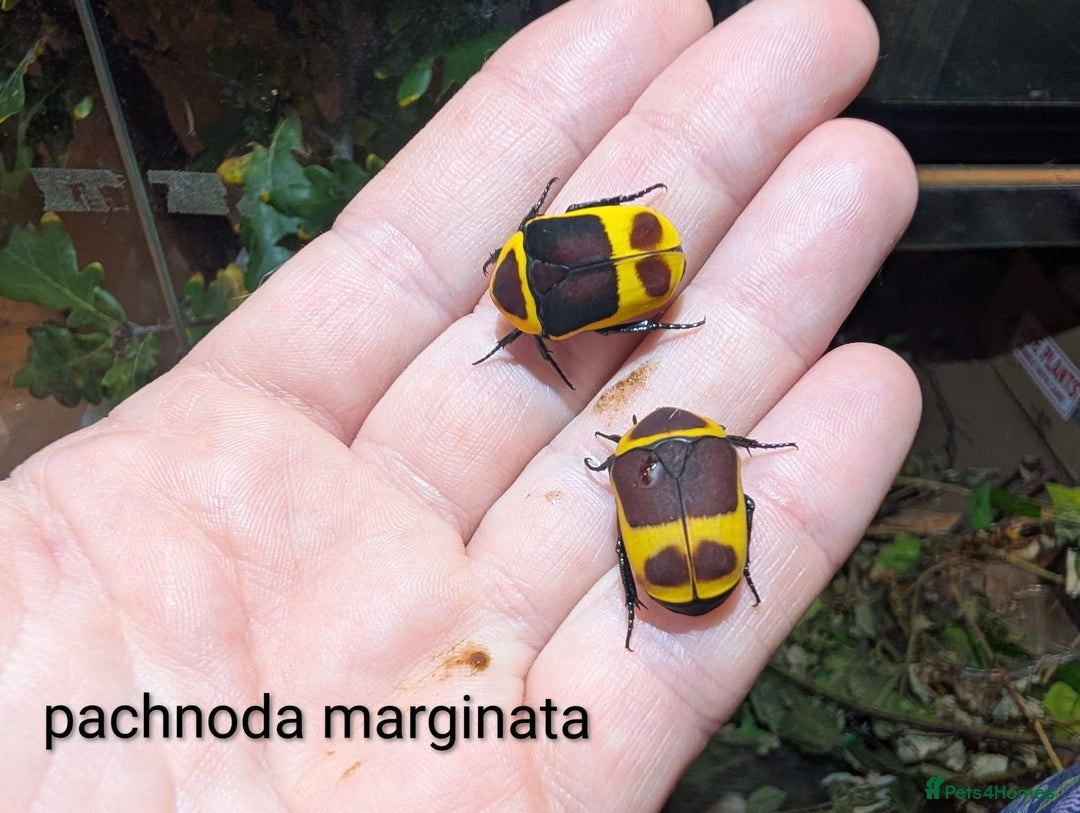 Stick Insects invertebrates for sale: Stick/leaf eggs and nymphs available! - Image 3