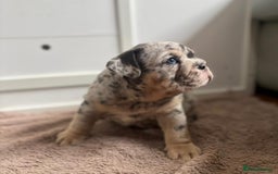 English Bulldog dogs for sale: Beautiful English Bulldog Puppies - Image 12