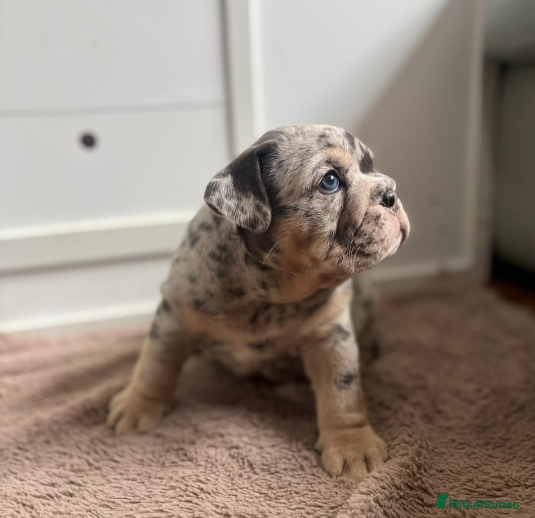 English Bulldog dogs for sale: Beautiful English Bulldog Puppies - Image 12