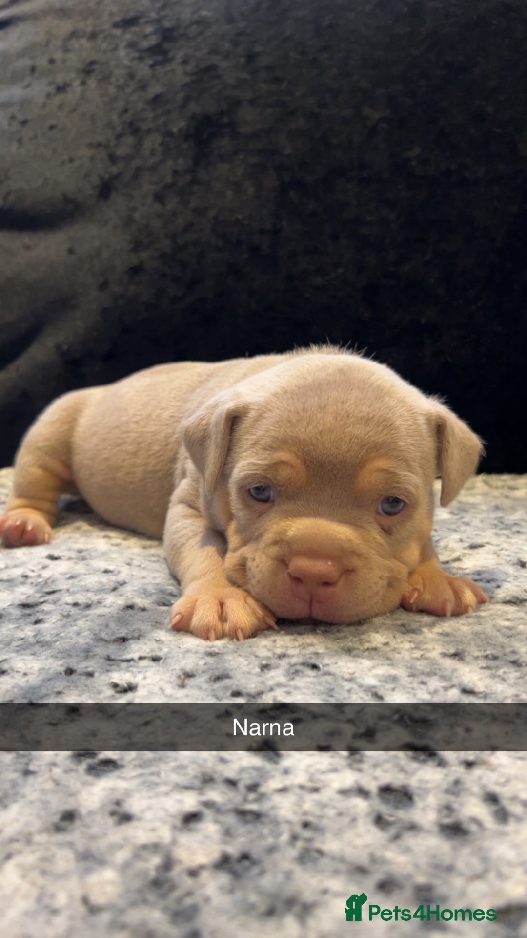 American Bully dogs for sale: Stunning pocket bullie’s  - Image 16