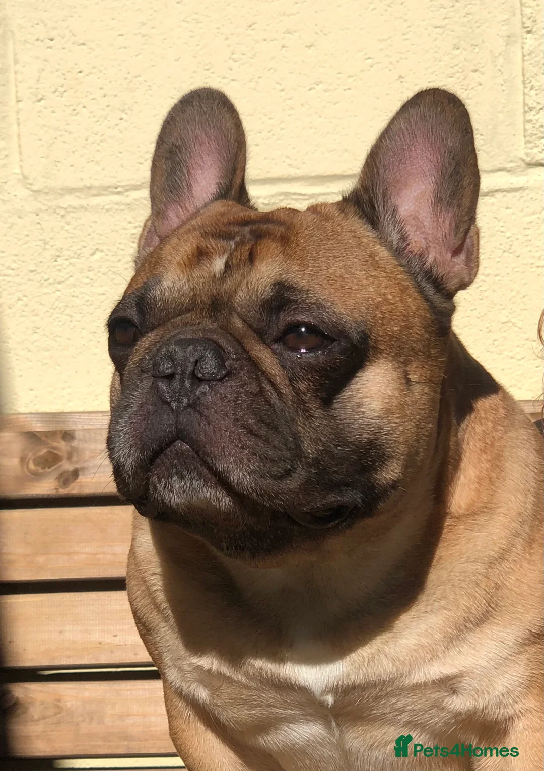 French Bulldog dogs for stud: Henri show winning red fawn stud  - Advert 18