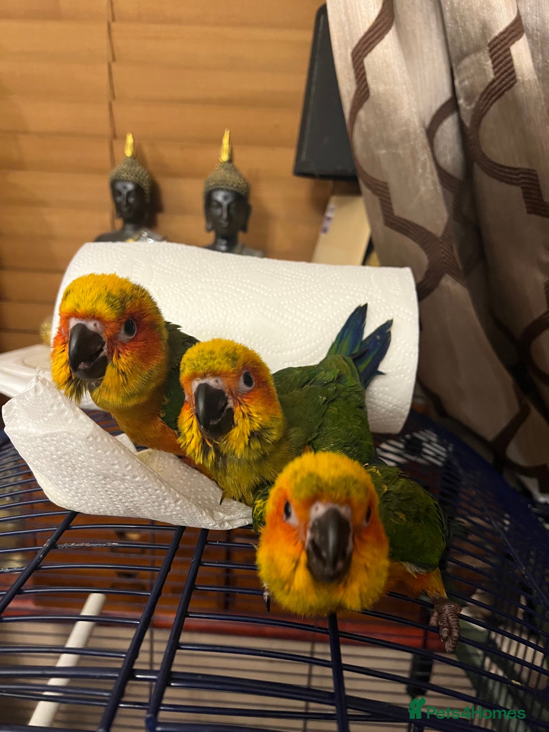 Conures birds for sale: Handreared baby sun conures - Advert 2