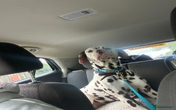 Dalmatian dogs for sale: Looking to rehome my Dalmation male  - Image 8