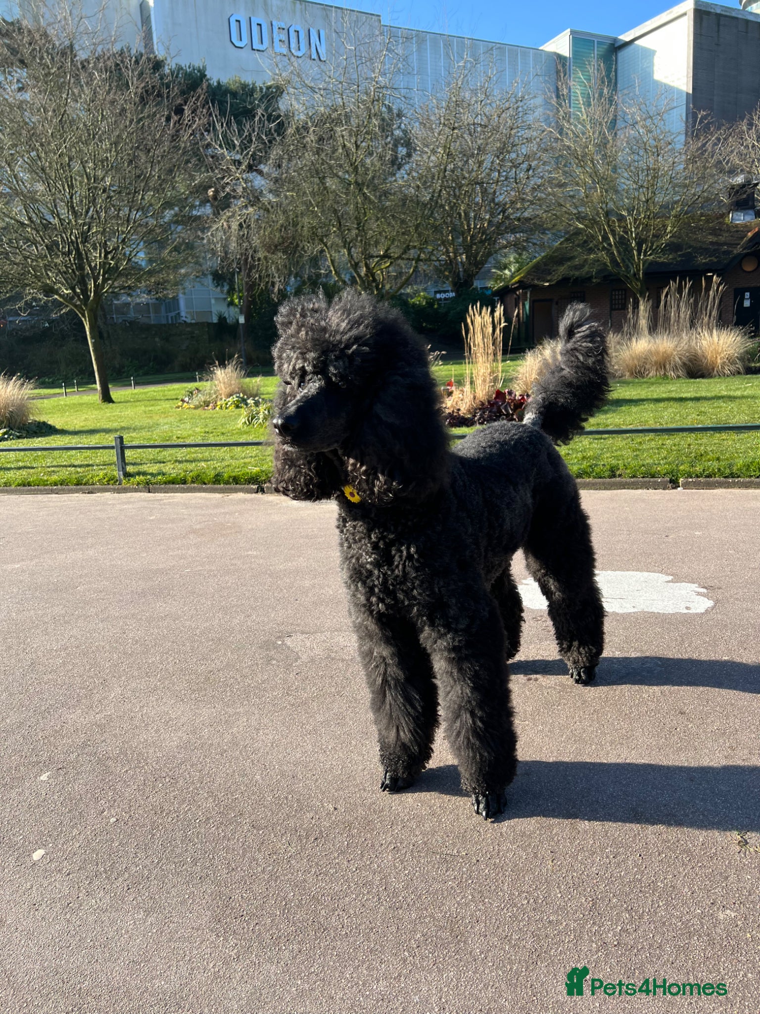 Standard Poodle dogs Adult KC registered female for sale  - Advert 1
