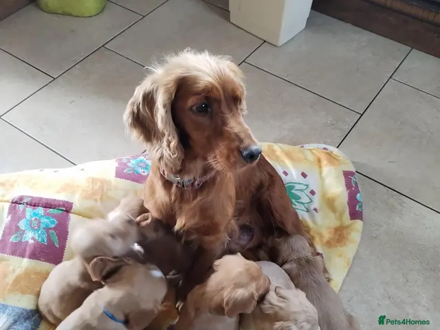 Cocker Spaniel dogs for sale: KC reg show type cocker spaniel pups for sale - Advert 2