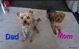 Yorkshire Terrier dogs for sale: 💕🐾Adorable PEDIGREE YORKSHIRE TERRIER Pups🐾💕  - Image 5