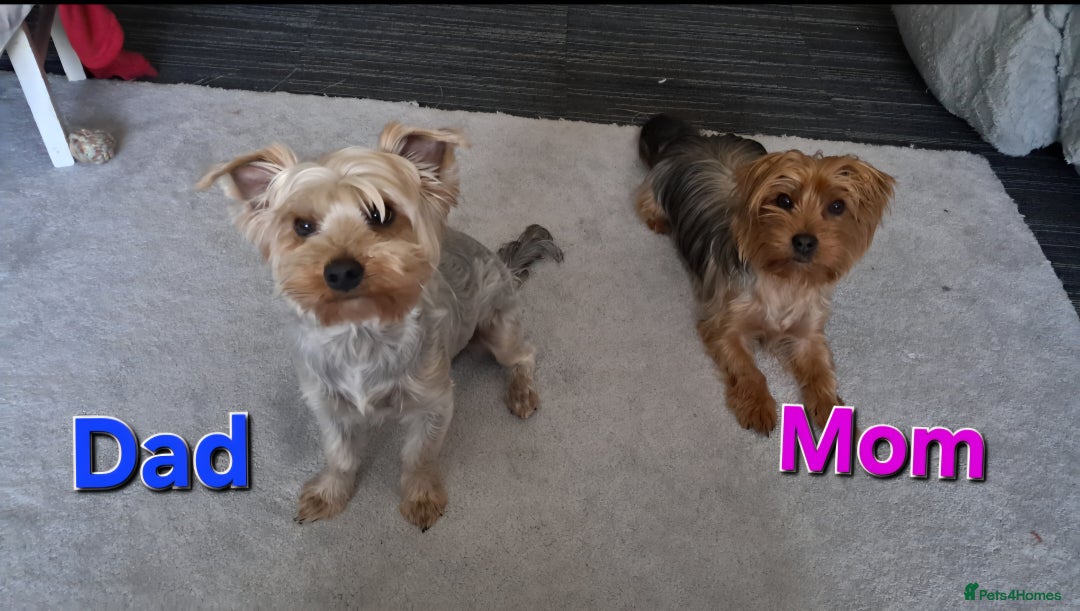Yorkshire Terrier dogs for sale: 💕🐾Adorable PEDIGREE YORKSHIRE TERRIER Pups🐾💕  - Image 5