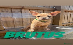 French Bulldog dogs for sale: French bulldog males left - Image 5