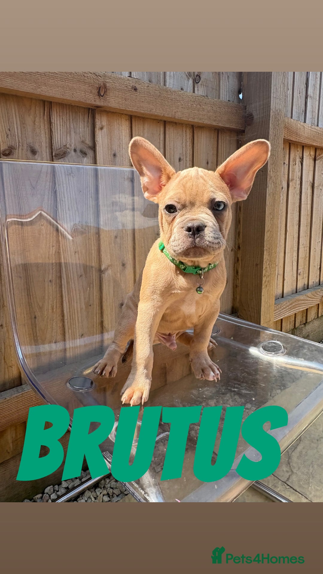 French Bulldog dogs for sale: French bulldog males left - Image 5